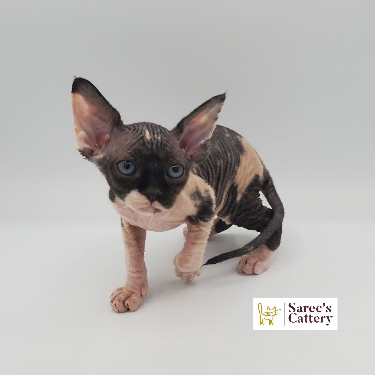 Female bi-color Sphynx kitten stepping forward