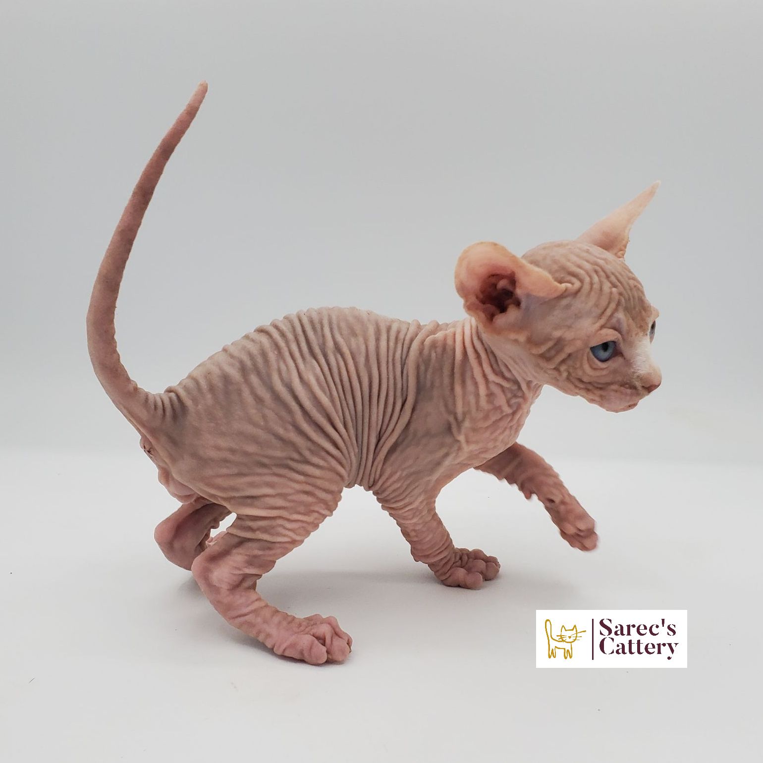 Male white Sphynx kitten walking to the right