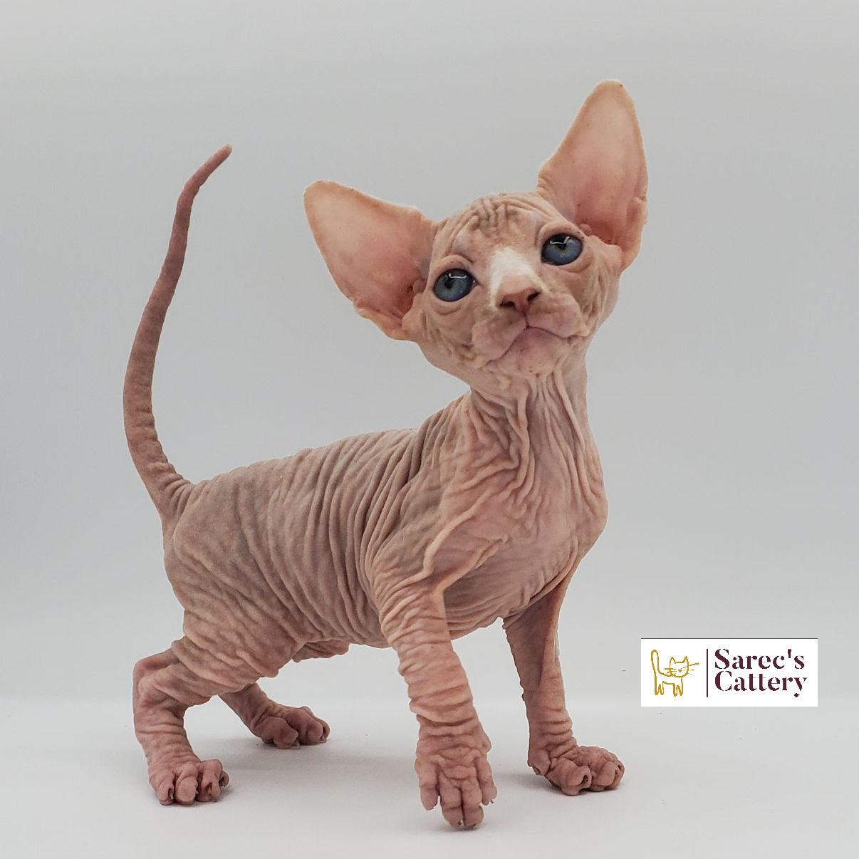 Male white Sphynx kitten standing with white path on nose