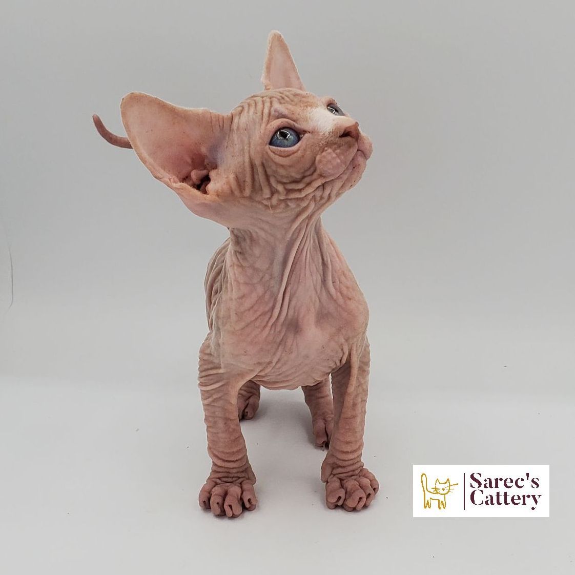 Male white Sphynx kitten standing and looking up to the right