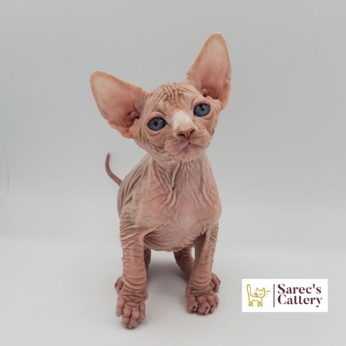 Male white Sphynx kitten cute head tilt