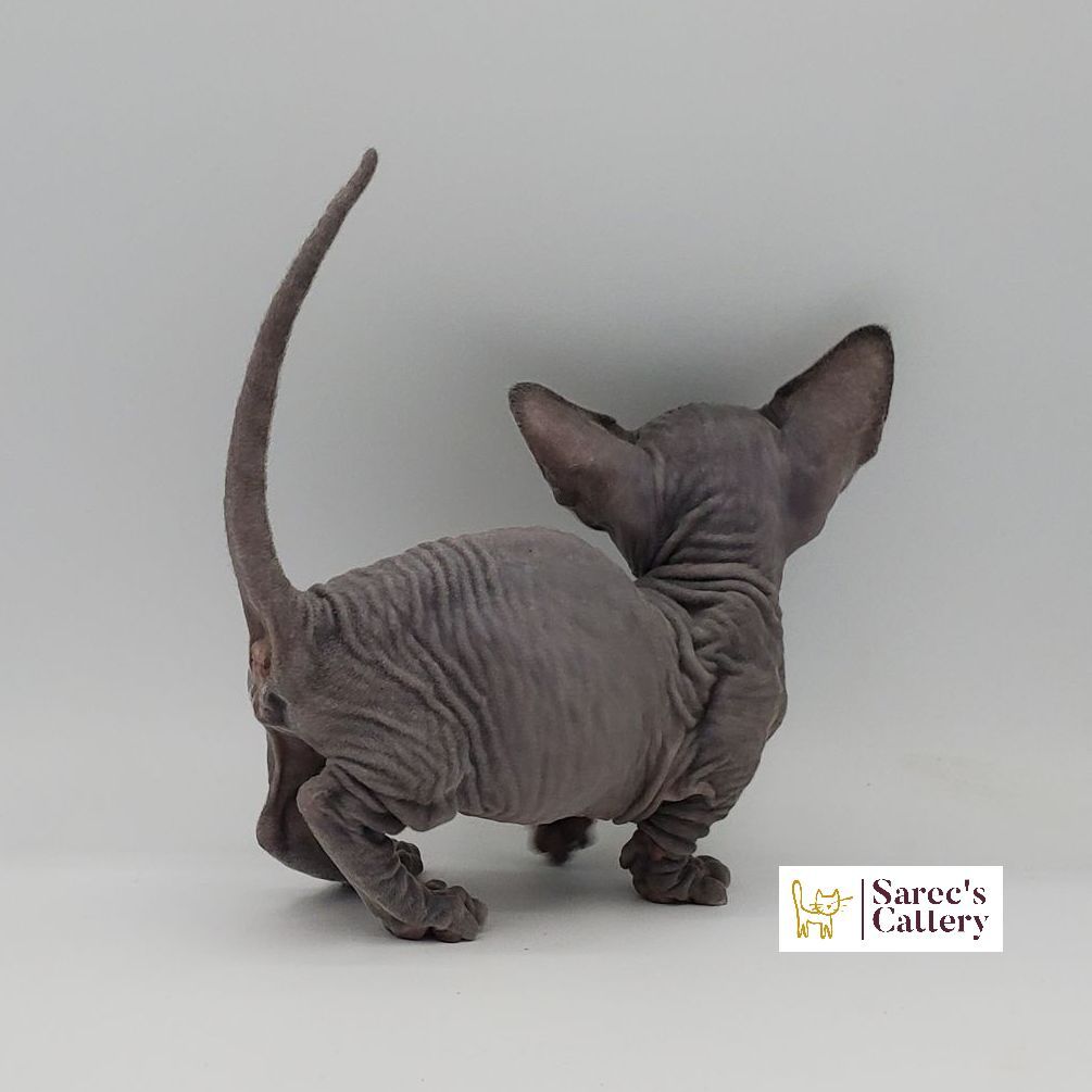 Female Bambino Sphynx Munchkin kitten from the back