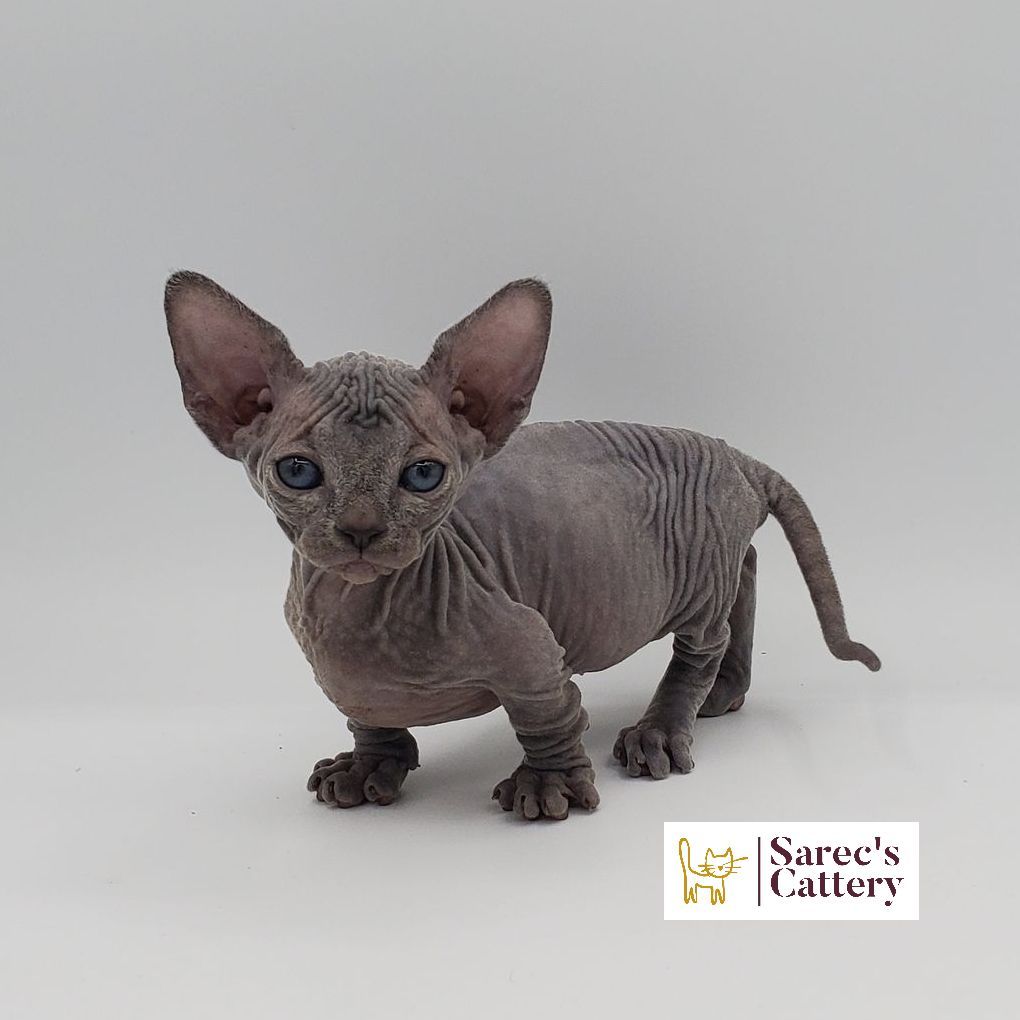 Female blue Bambino Sphynx Munchkin standing