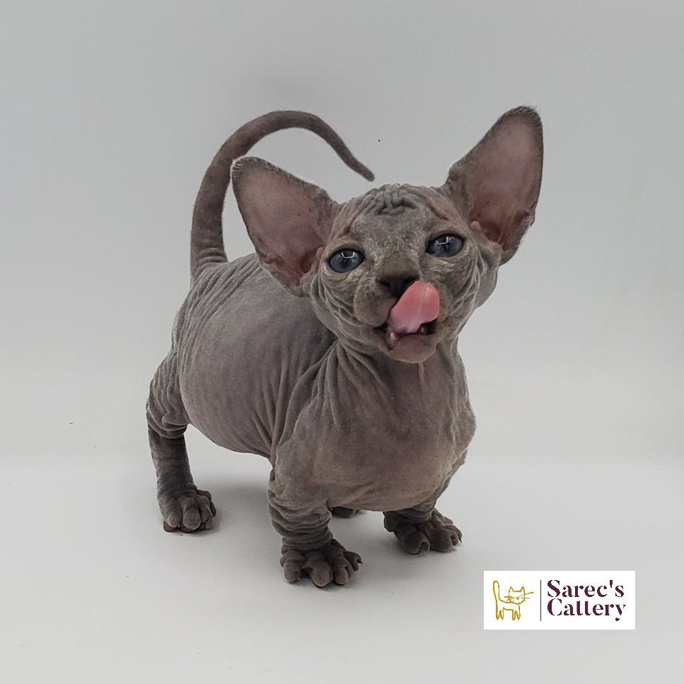 Female Bambino Sphynx Munchkin kitten with tonge out