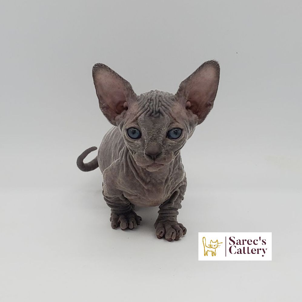 Female Bambino Sphynx Munchkin kitten looking forward