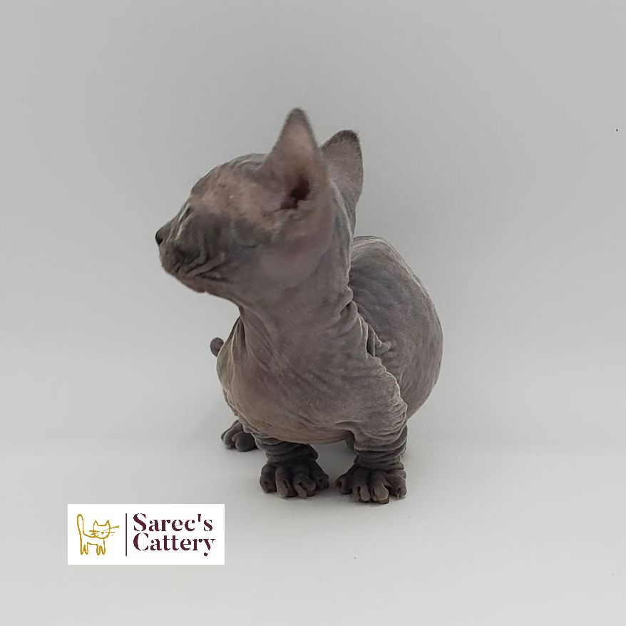 Female Bambino Sphynx Munchkin kitten looking left