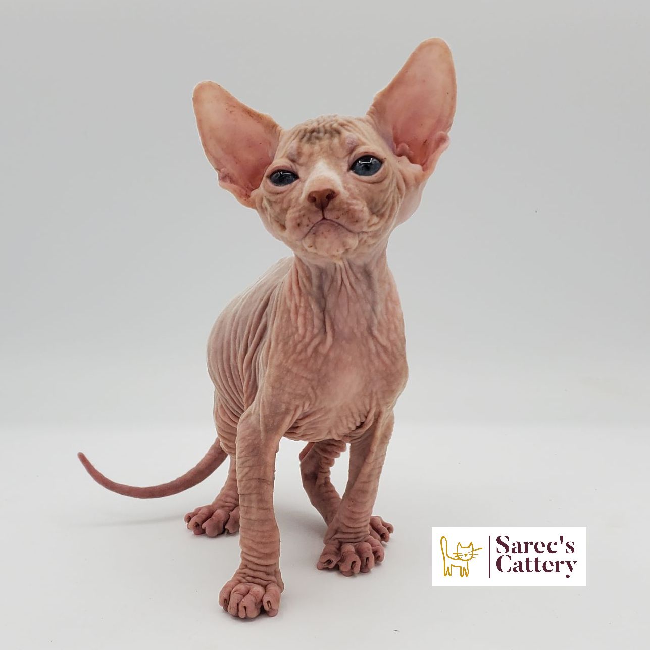 Male white Sphynx kitten standing and looking up