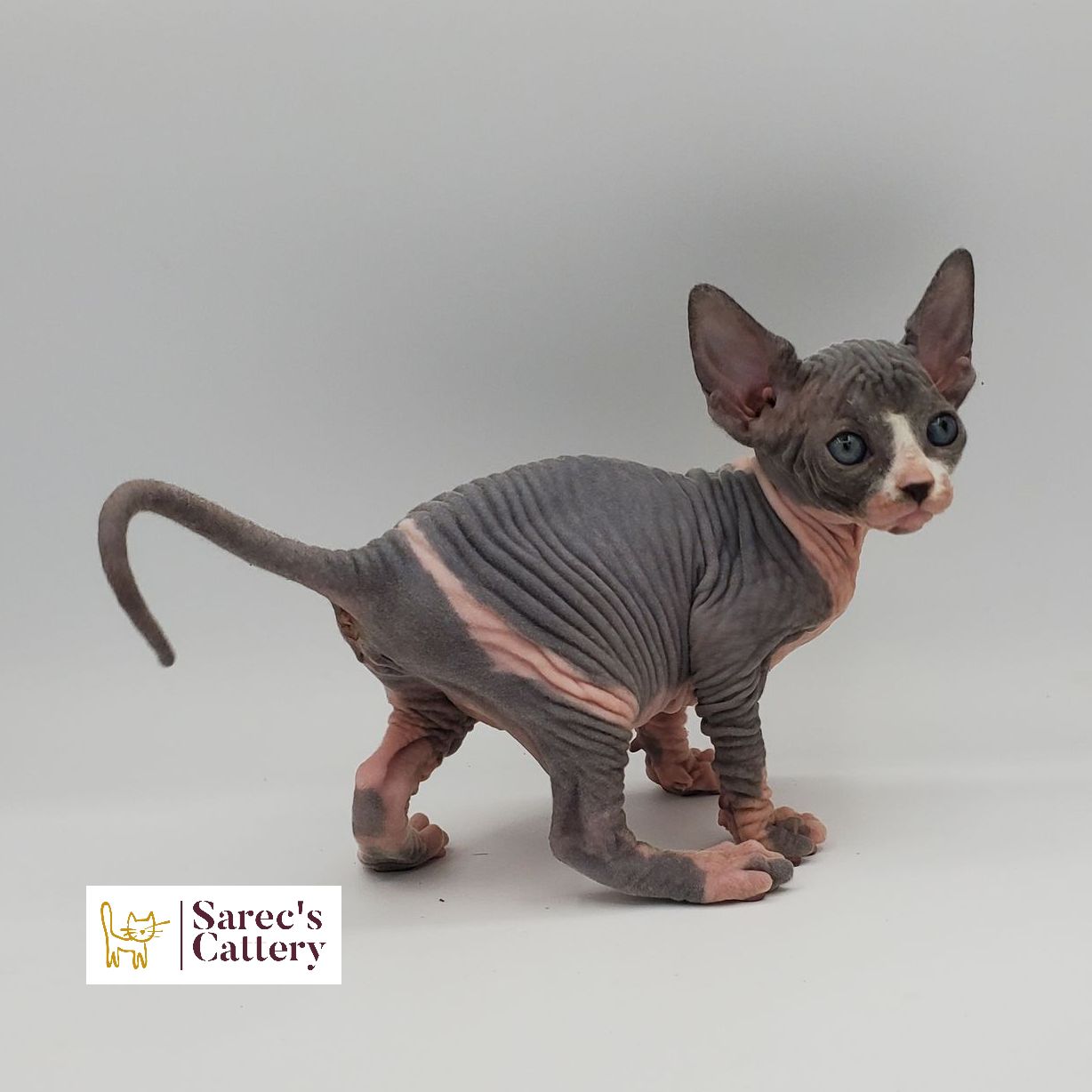 Female bi-color Sphynx kitten from the side