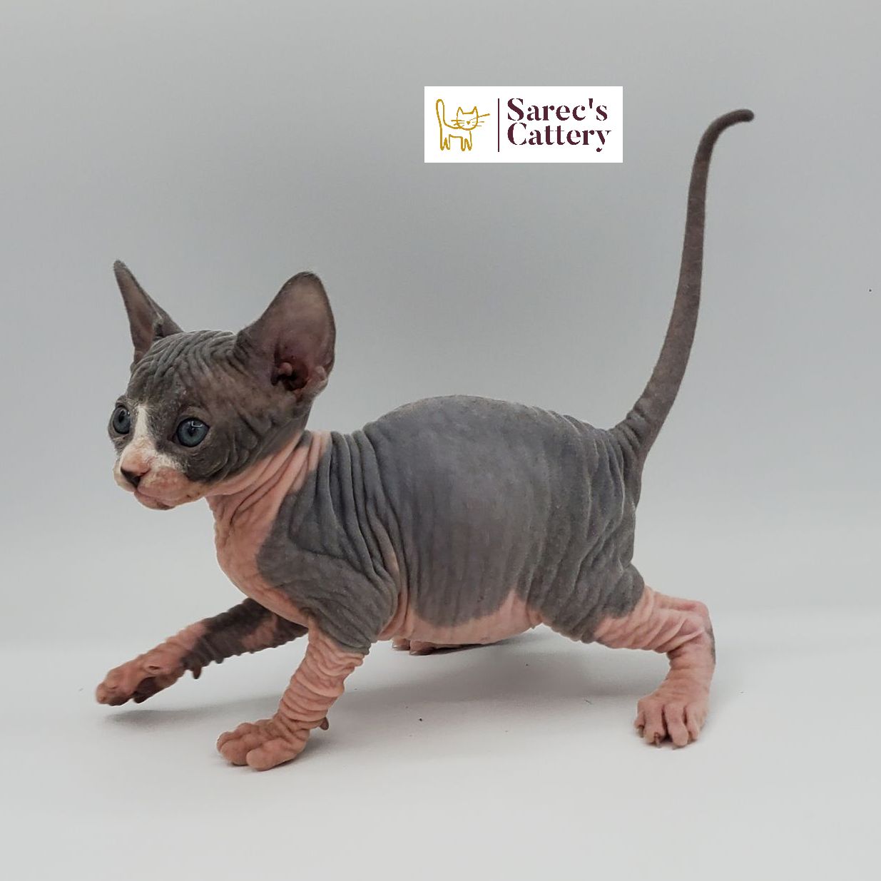 Female bi-color Sphynx kitten walking crouched