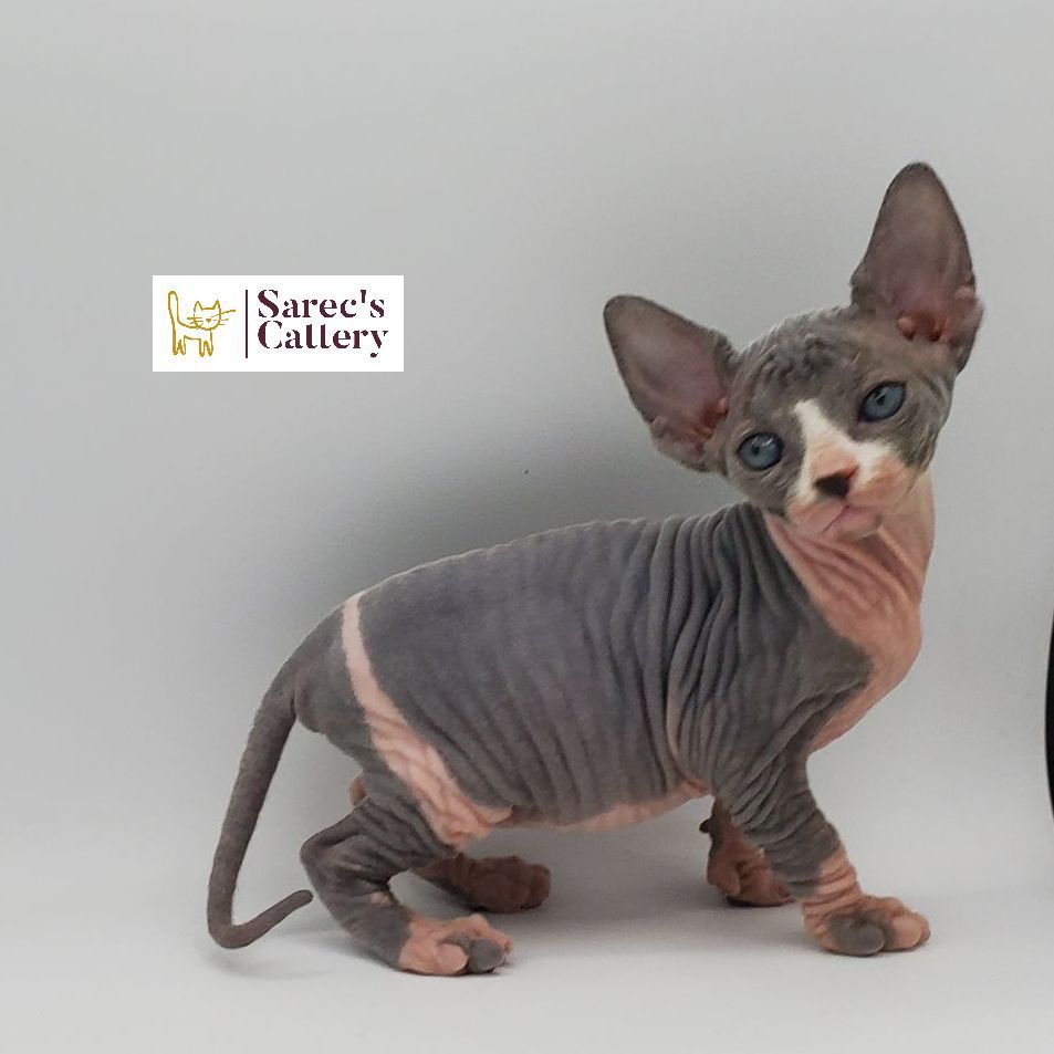 Female bi-color Sphynx standing with head tilt