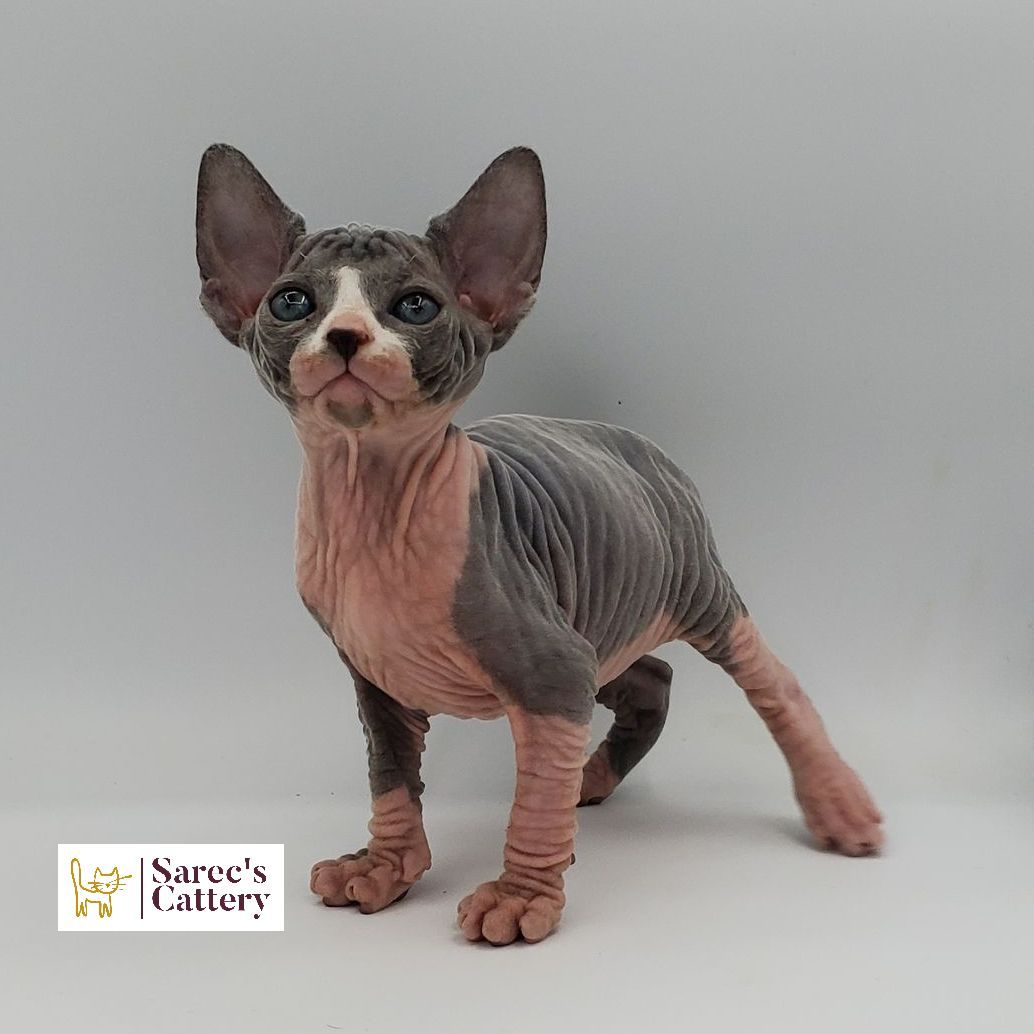 Female bi-color Sphynx kitten looking forward