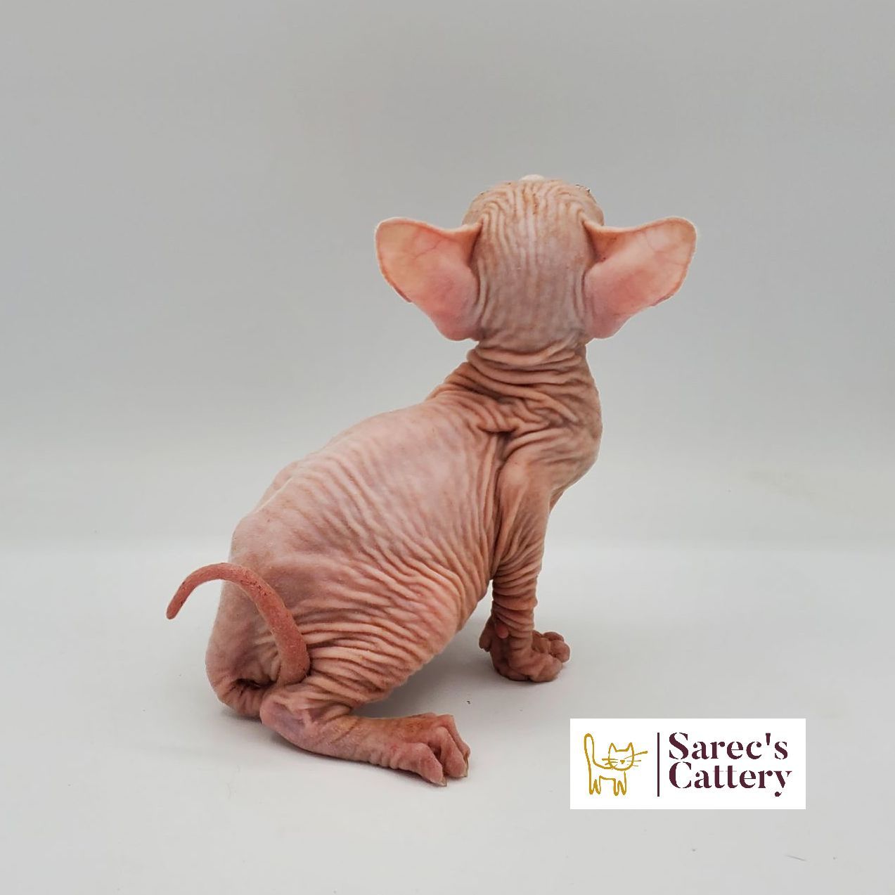 Male white Sphynx kitten sitting from the back with tail curled