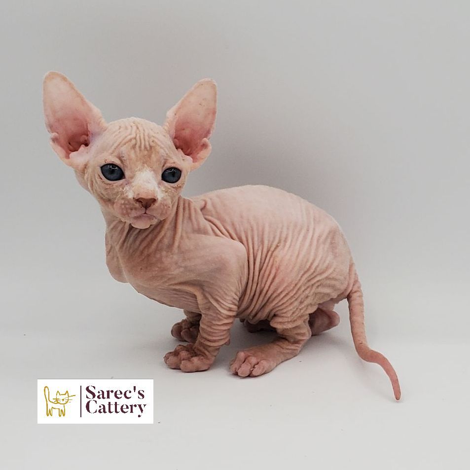 Male white Sphynx kitten sitting looking to the right side