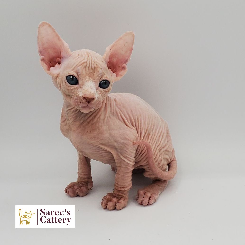 Male white Sphynx kitten sitting with white path on nose