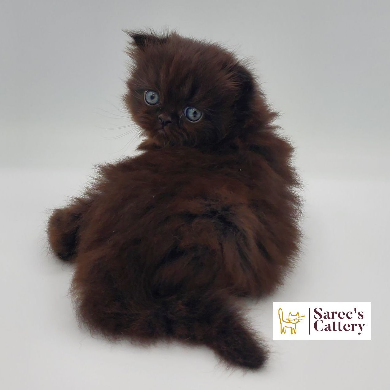 Female black sphynx kitten standing with right paw up