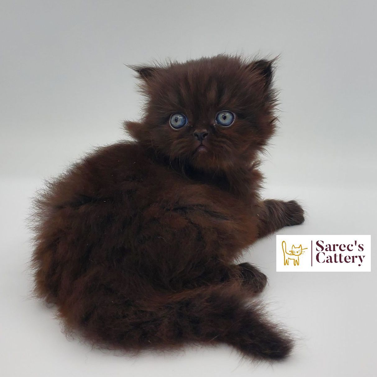 black Persian male kitten 5
