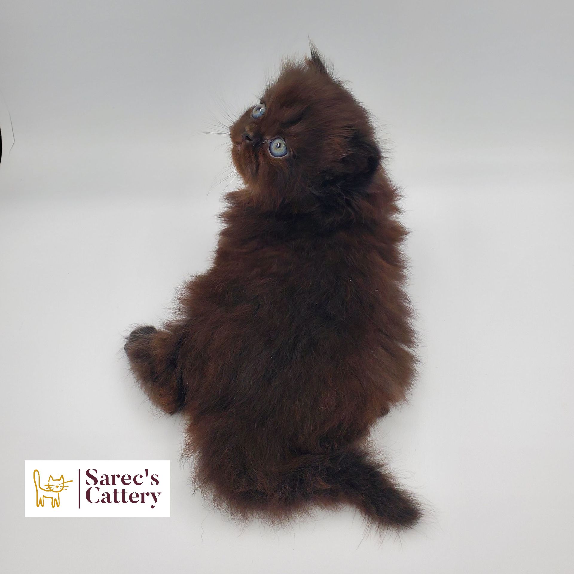 black Persian male kitten 3