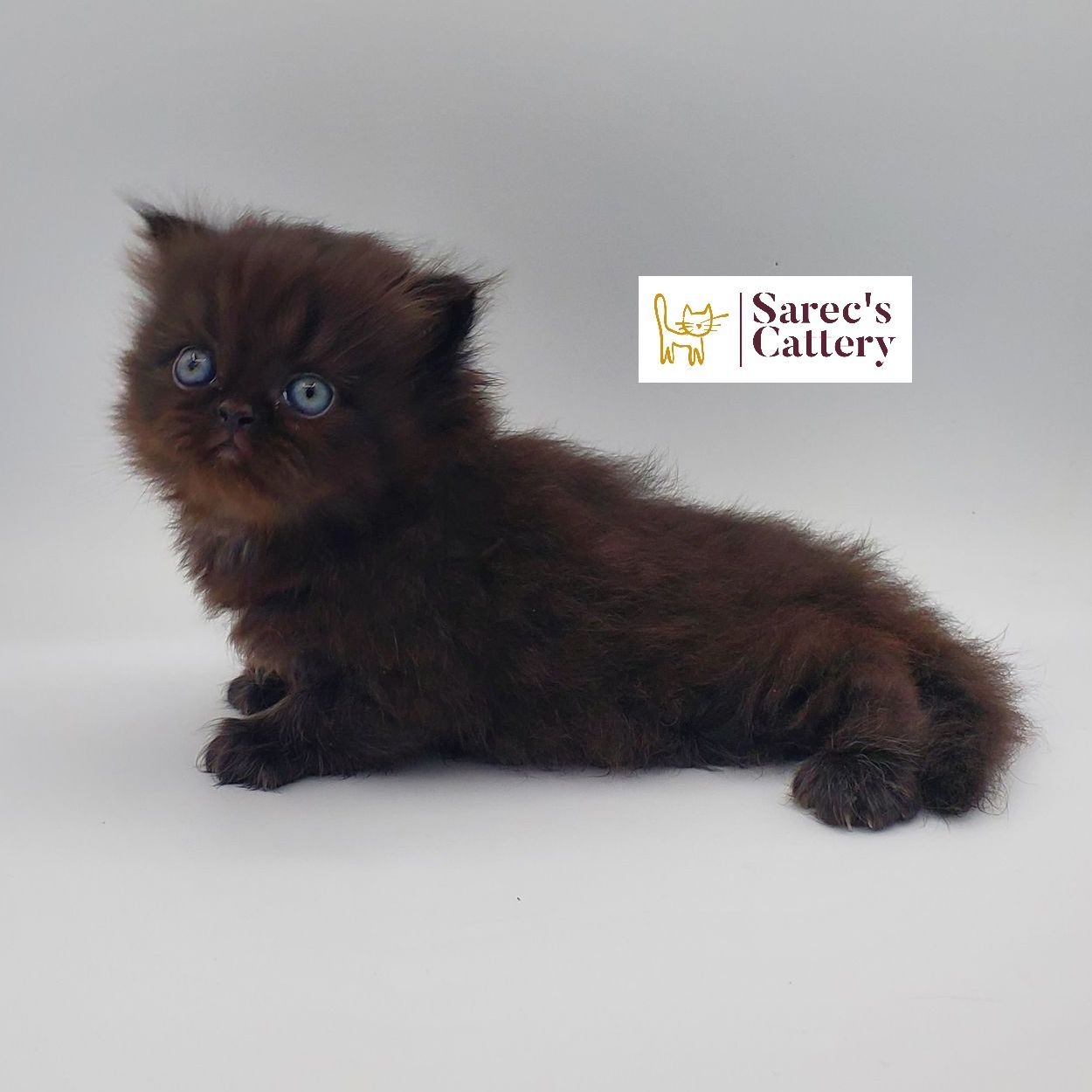 black Persian male kitten 2