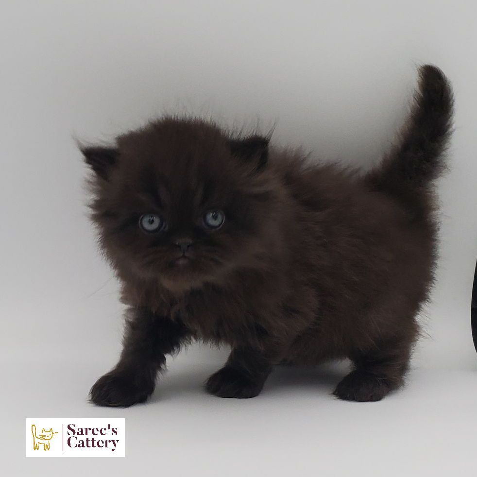 Male white elf-eared Sphynx kitten standing looking to right