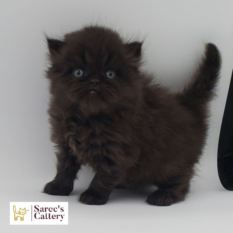 Male white elf-eared Sphynx kitten sitting with head tilted