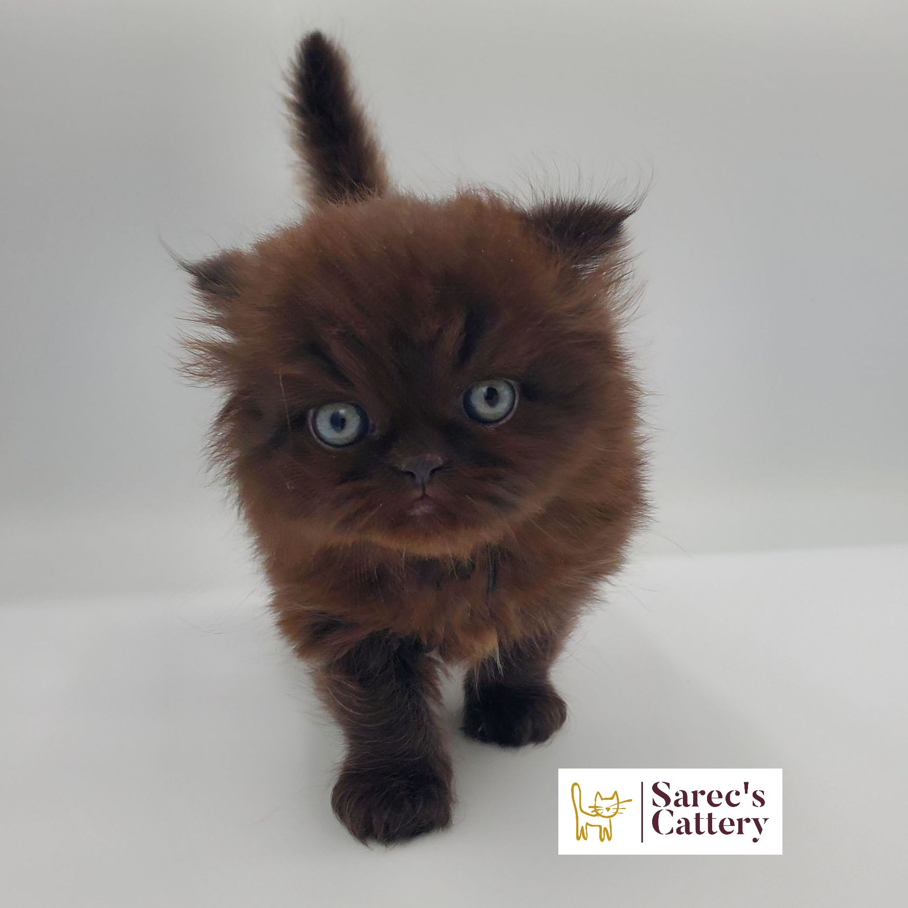 Female chocolate torti sphynx kitten standing with right paw up
