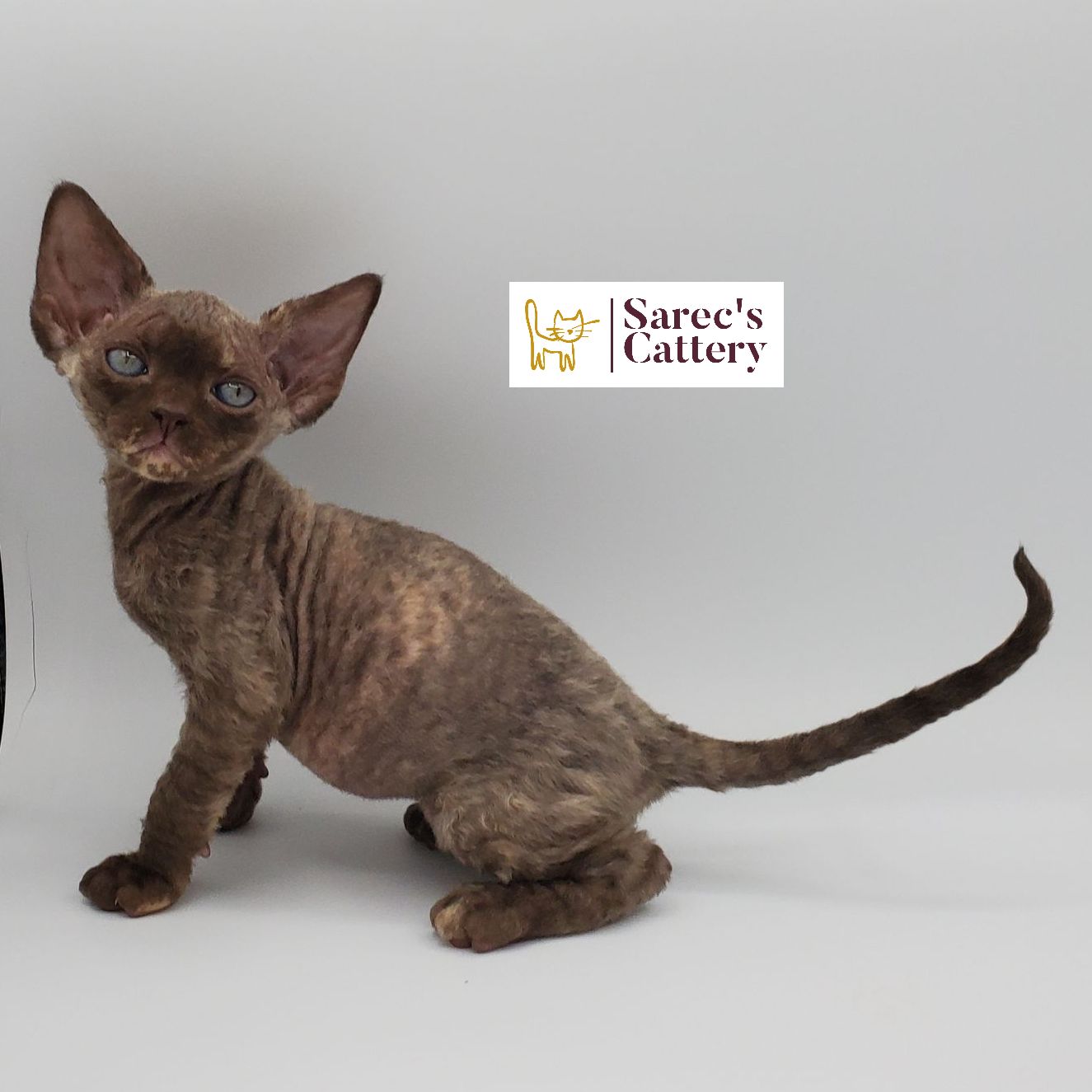 Male white elf-eared Sphynx kitten sitting with tail tucked