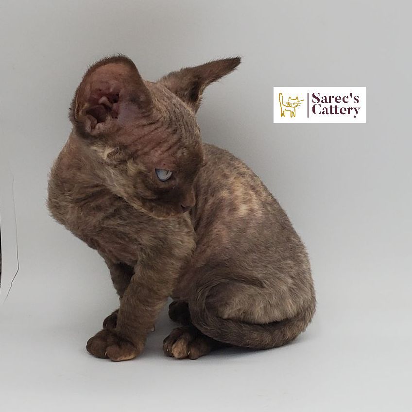 Male white elf-eared Sphynx kitten standing looking to right