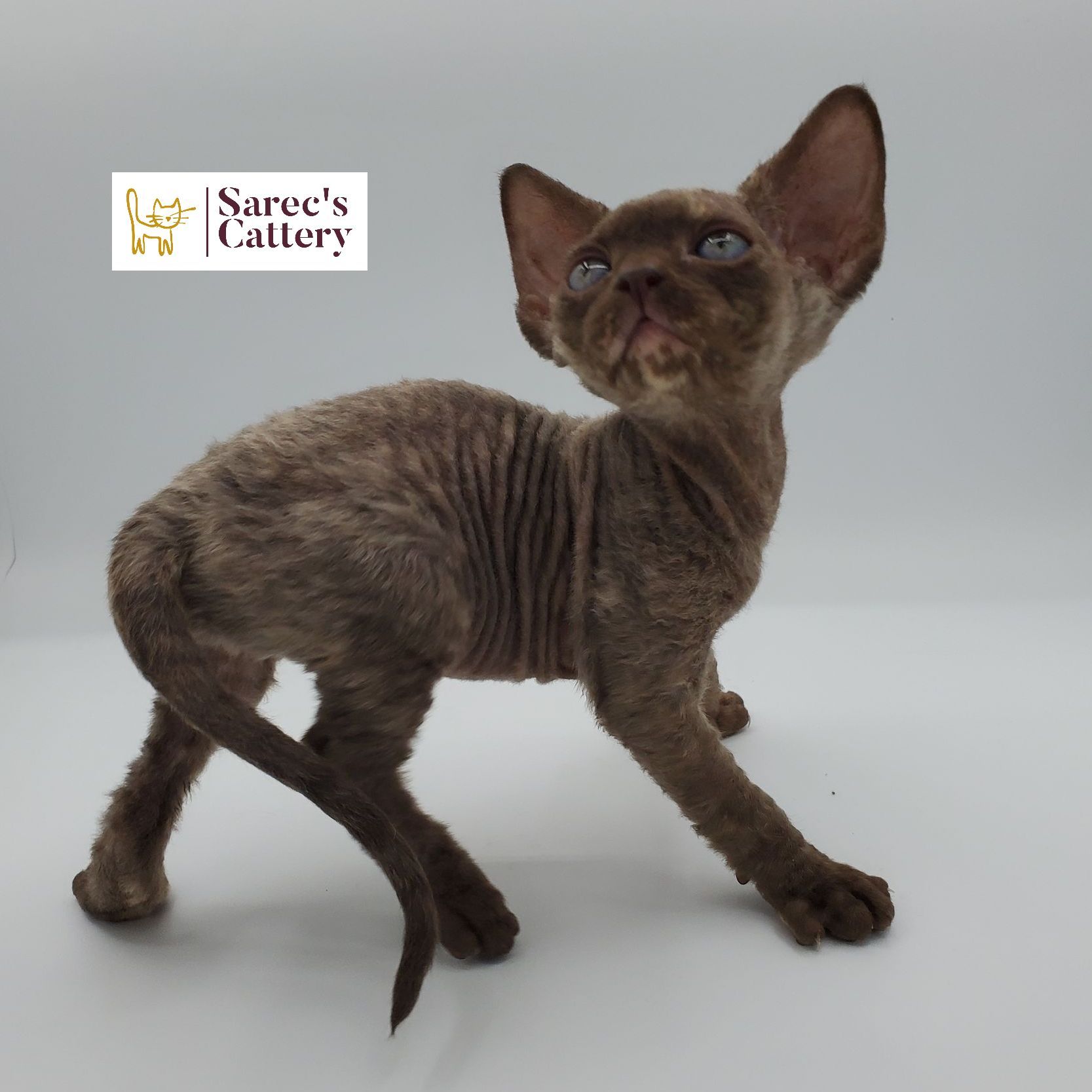 Male white elf-eared Sphynx kitten sitting with head tilted