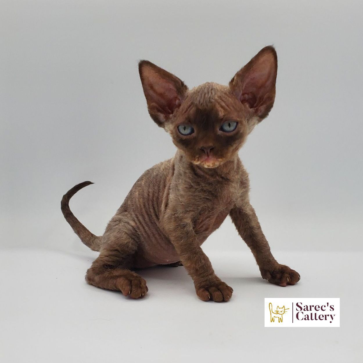 Male white elf-eared Sphynx kitten sitting with right paw up