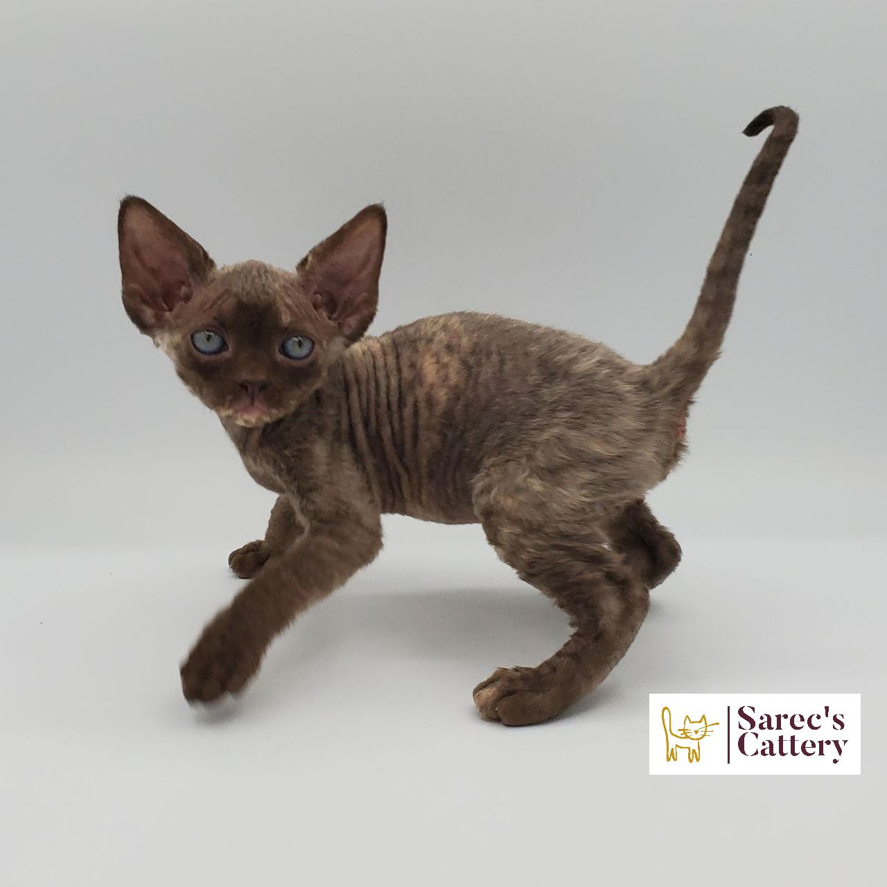 Male white elf-eared Sphynx kitten sitting