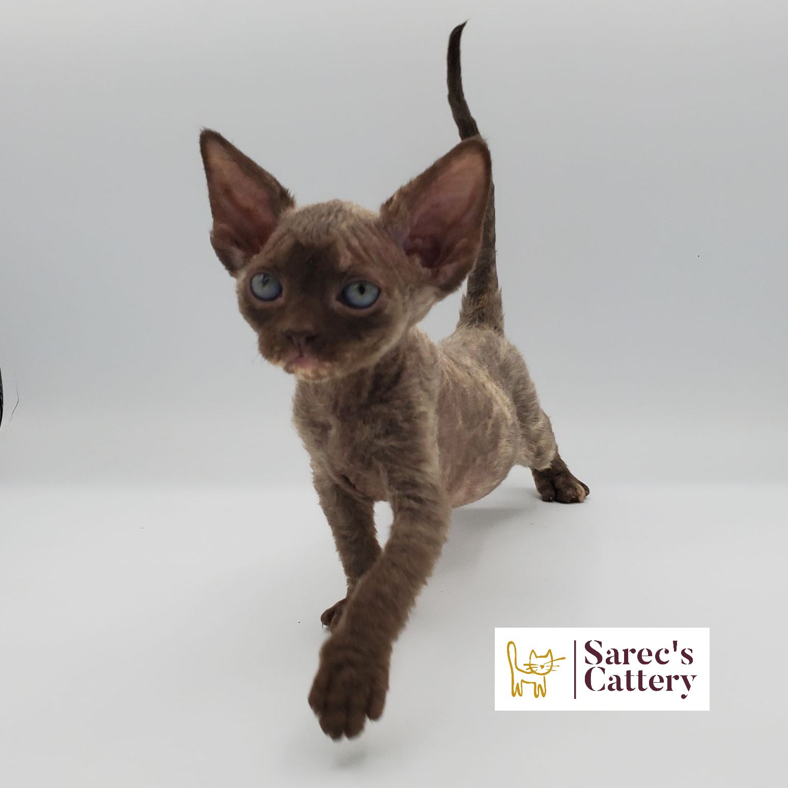 Male white elf-eared Sphynx kitten walking forward