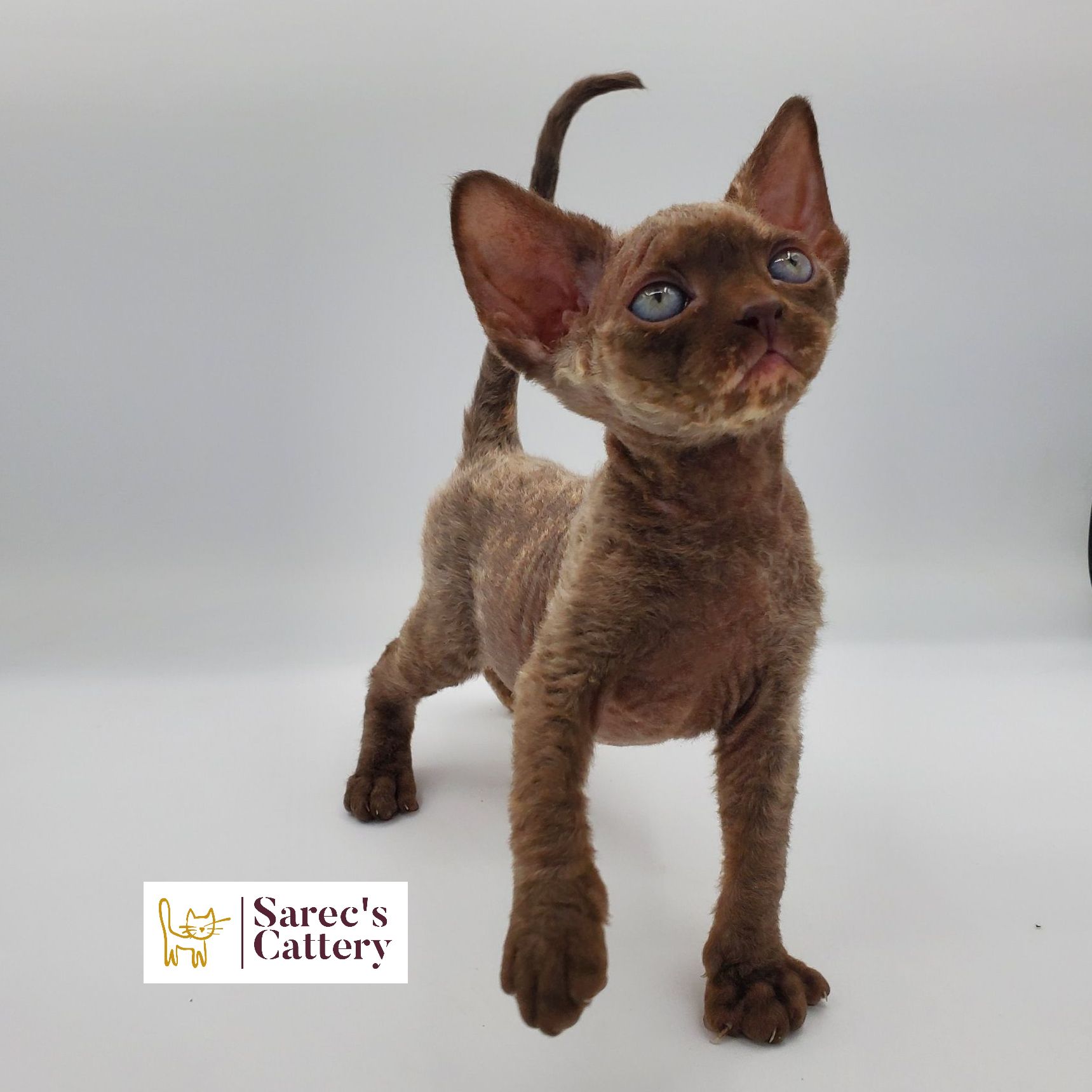 Female chocolate torti sphynx kitten standing with right paw up