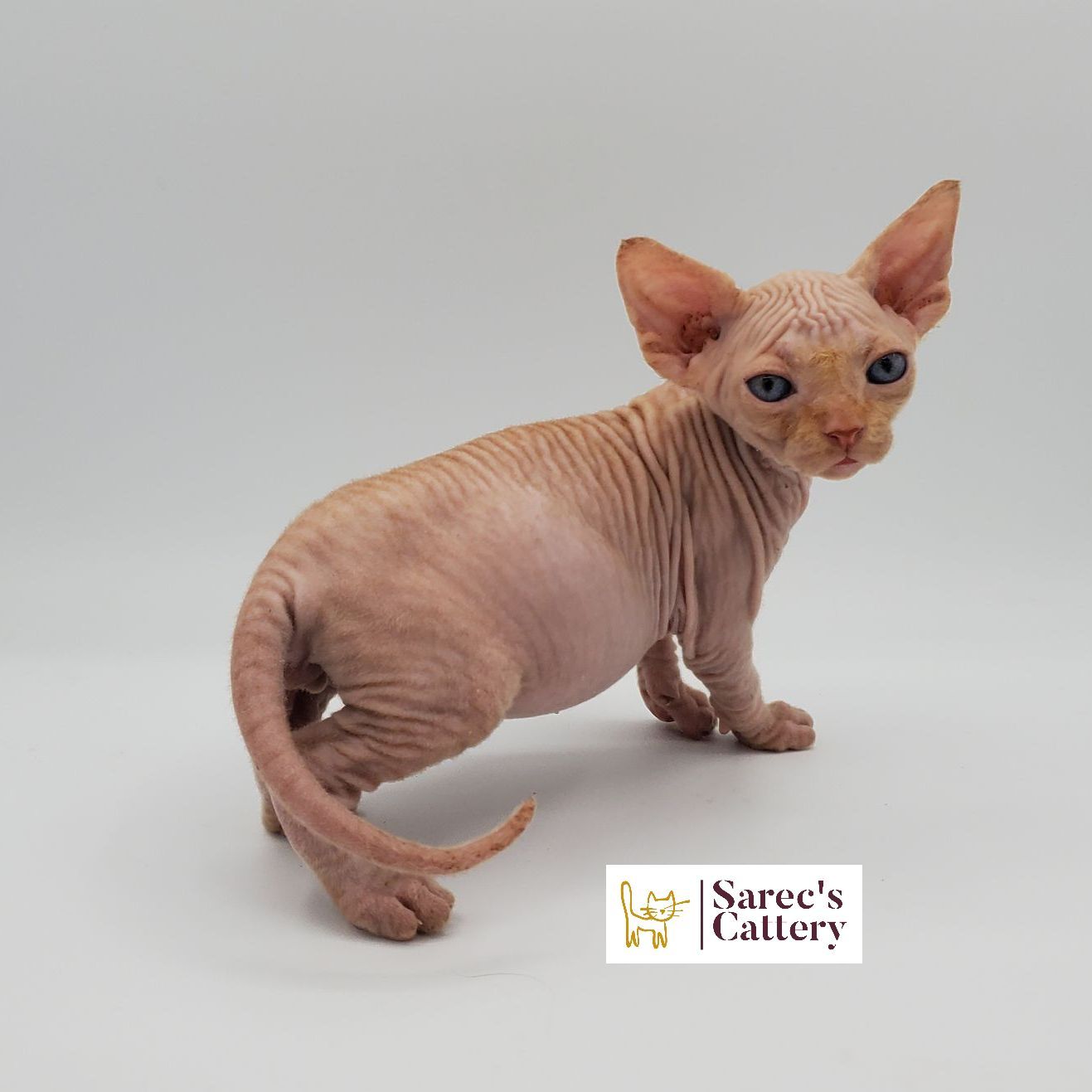 Male bi-color Sphynx kitten standing looking left