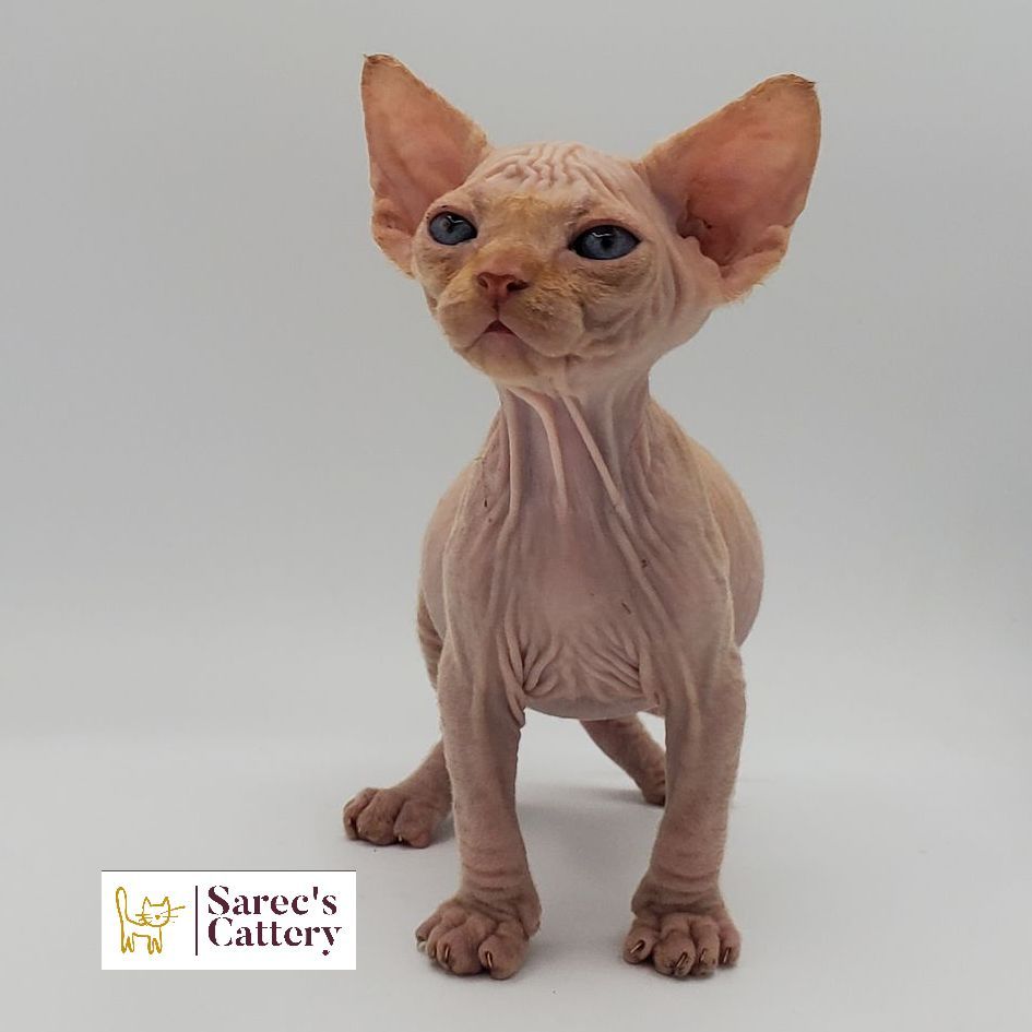 Male bi-color Sphynx kitten crowching