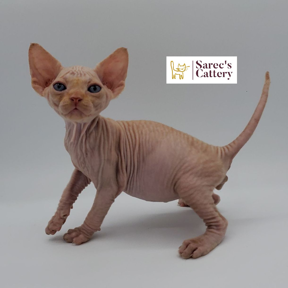 Male red sphynx kitten standing with right paw up