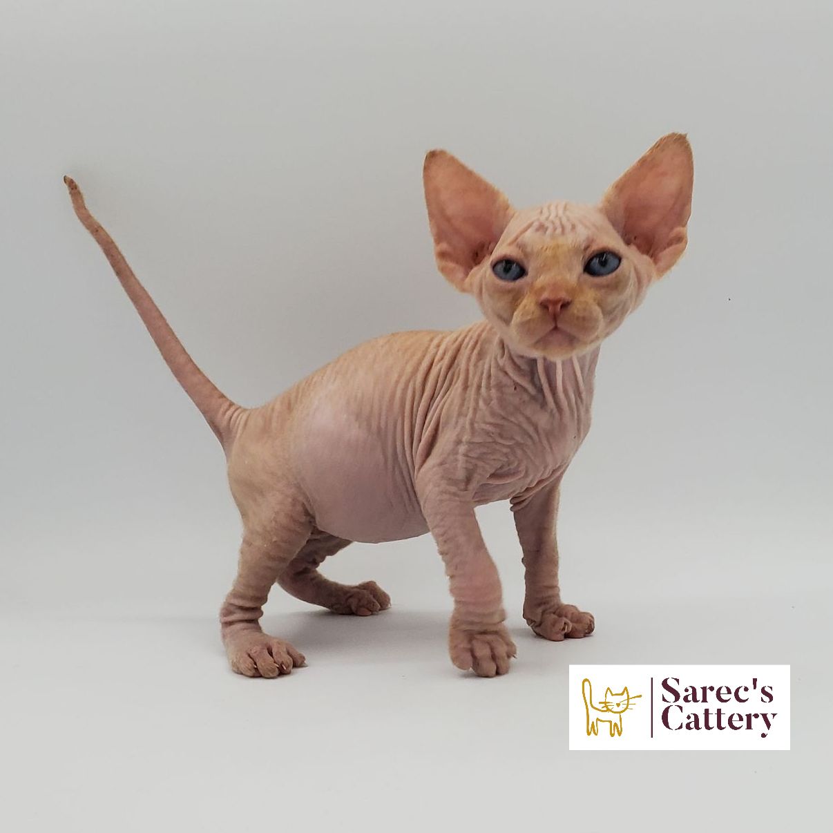 Male bi-color Sphynx kitten with head tilted