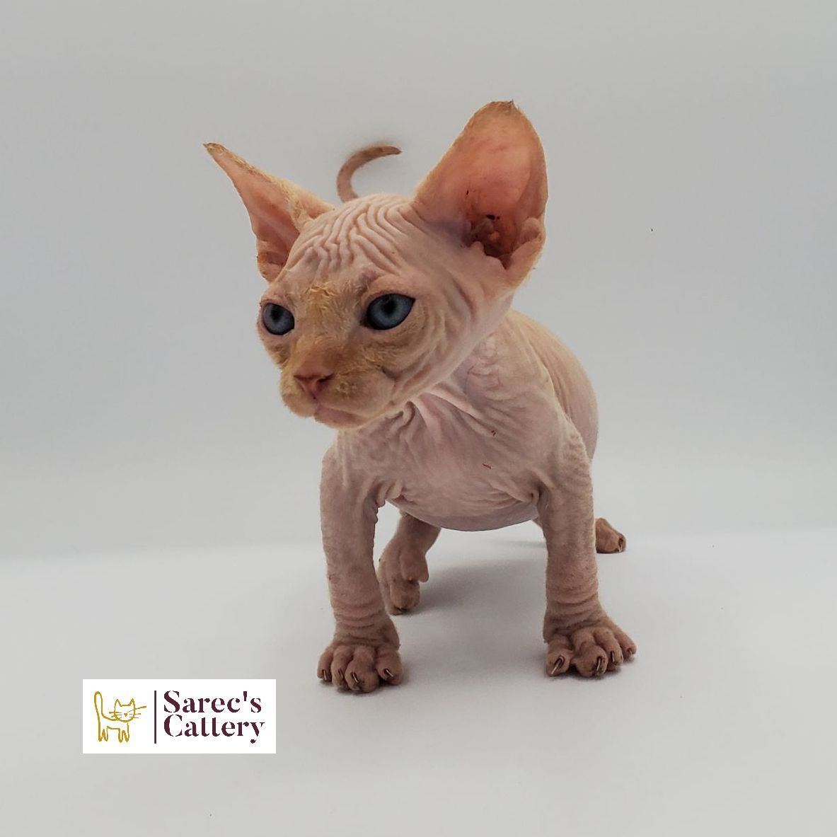 Male bi-color Sphynx kitten sitting from behind