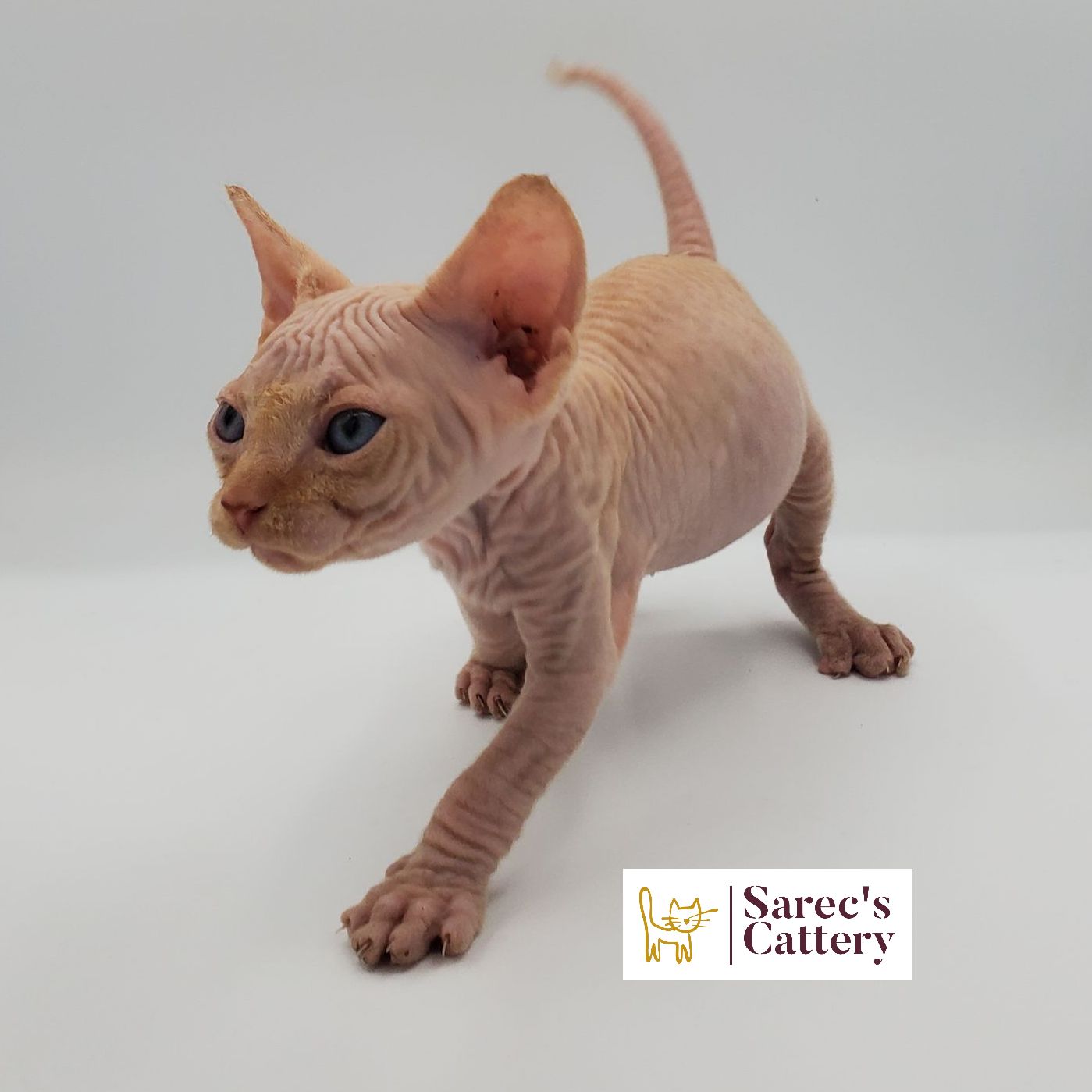 Male bi-color Sphynx kitten standing with bent paw.