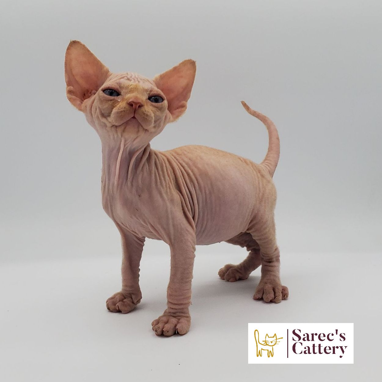 Male bi-color Sphynx kitten walking forward