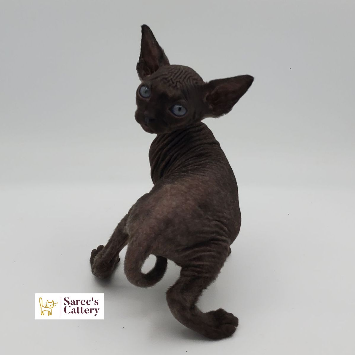 male bi-color Sphynx kitten walking away