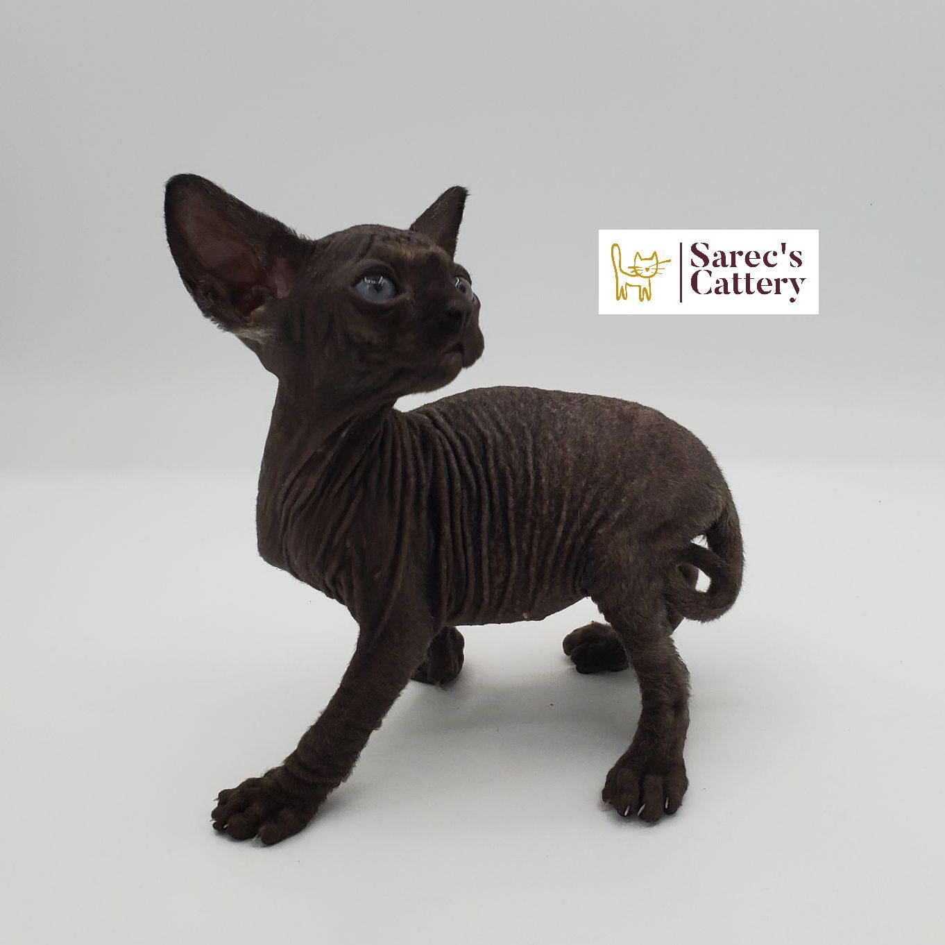 male bi-color Sphynx kitten walking