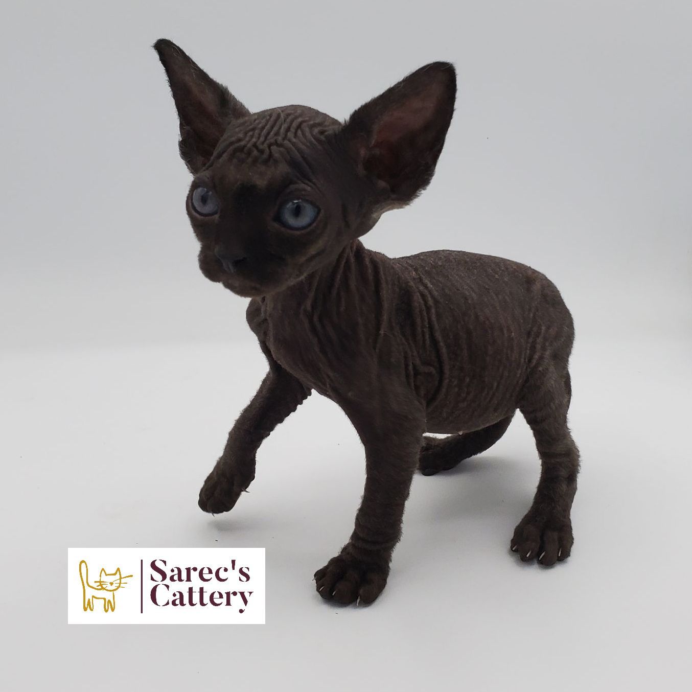 Female black sphynx kitten standing with right paw up