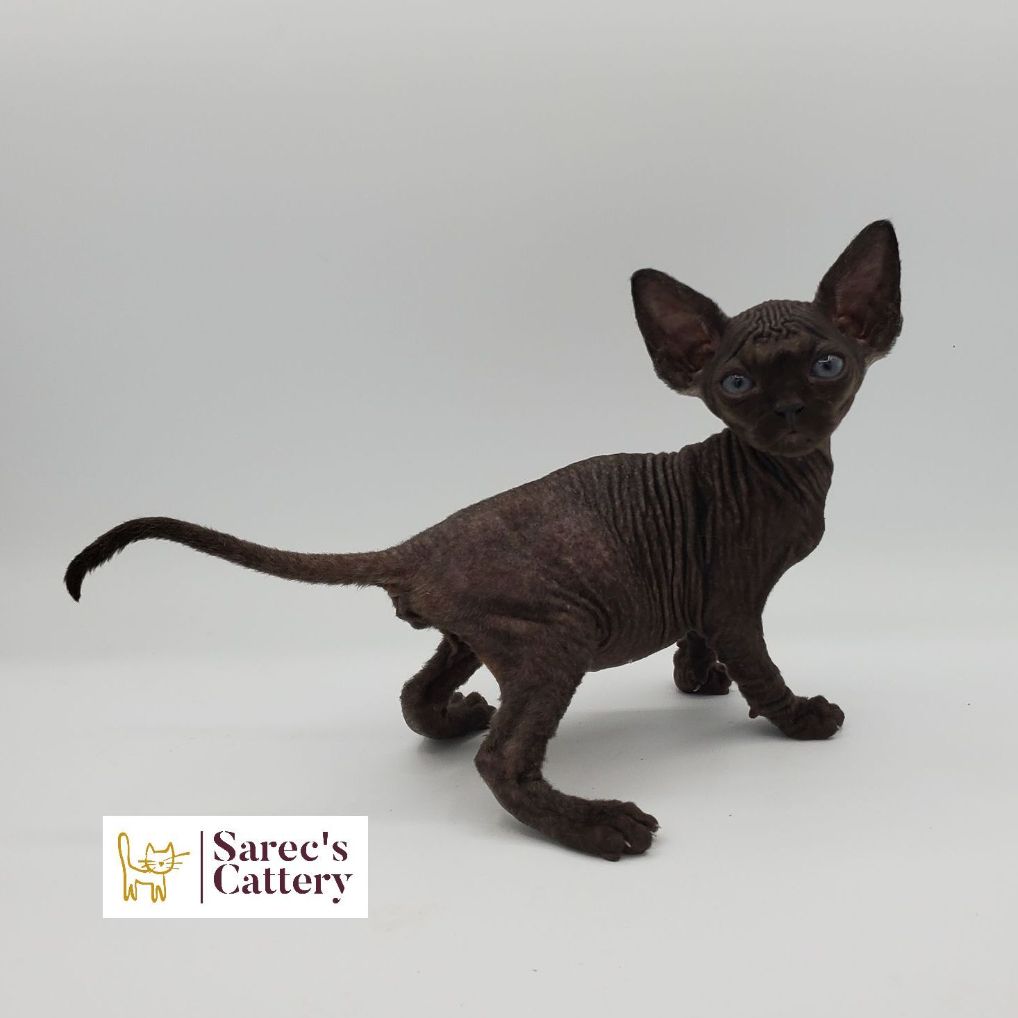 male bi-color Sphynx kitten turning around