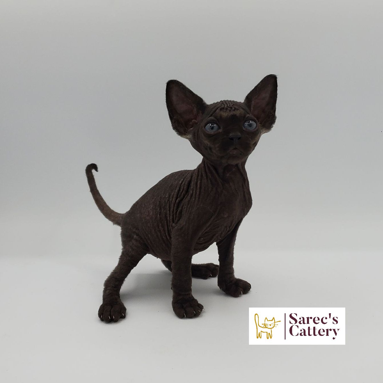 male bi-color Sphynx kitten excited to see whats going on