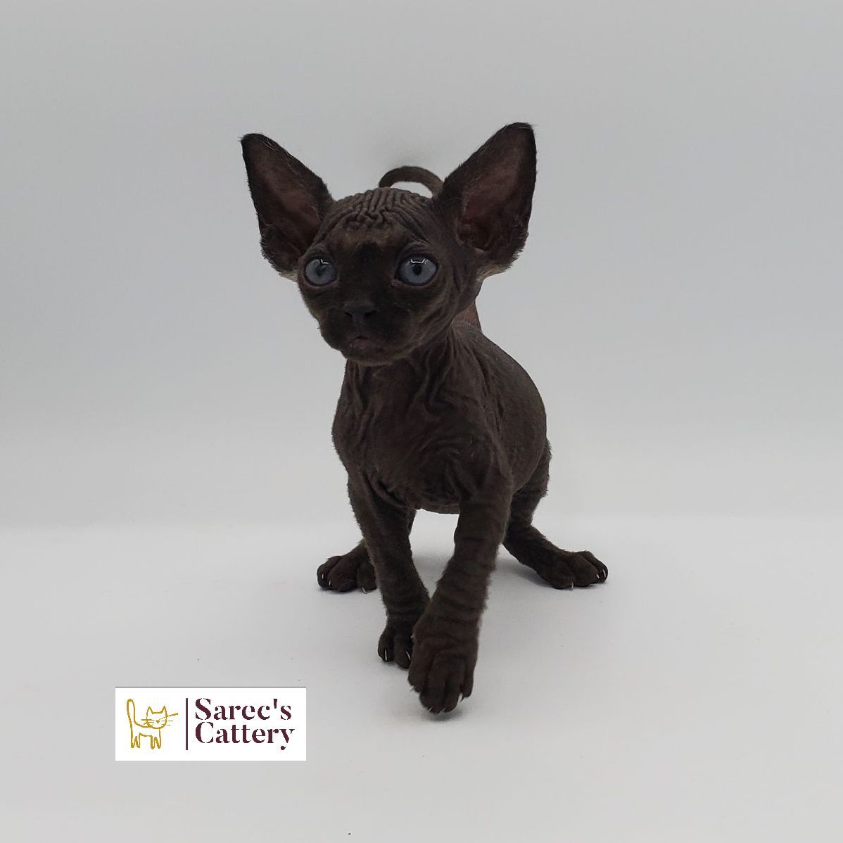 male bi-color Sphynx kitten standing looking forward