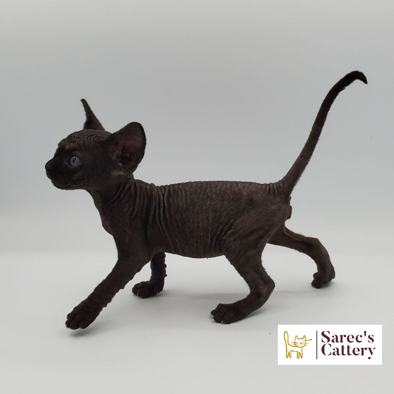 male bi-color Sphynx kitten looking right