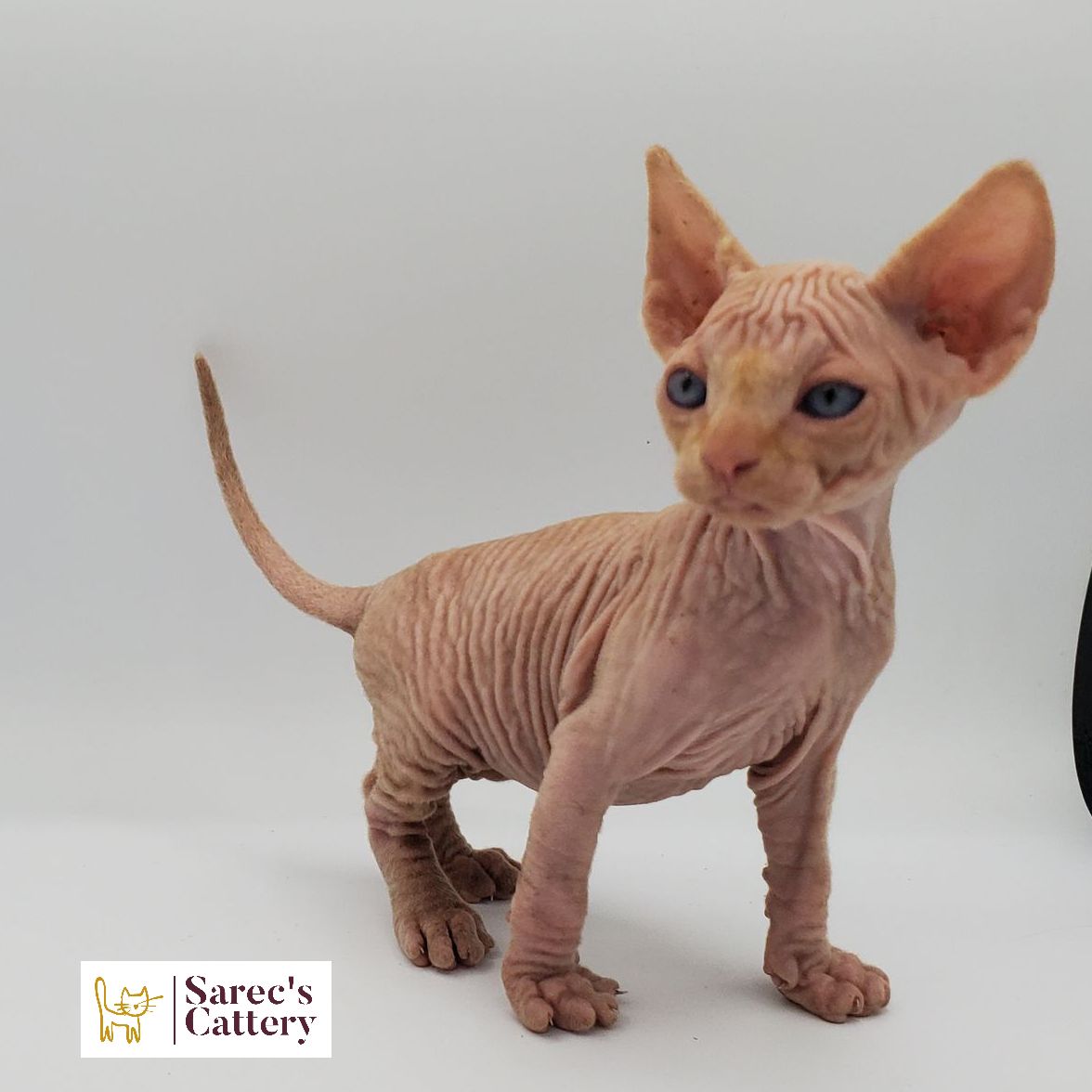 Male cream and white Sphynx kitten looking back