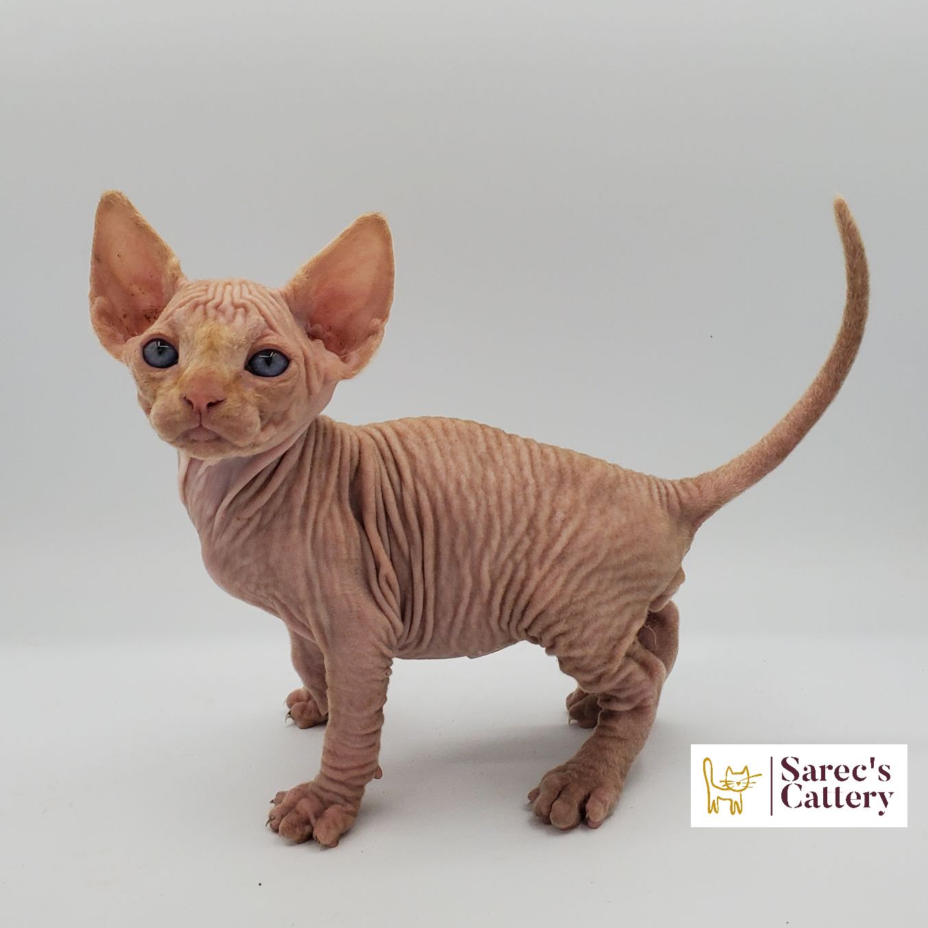 Male cream and white Sphynx kitten from the side walking forward