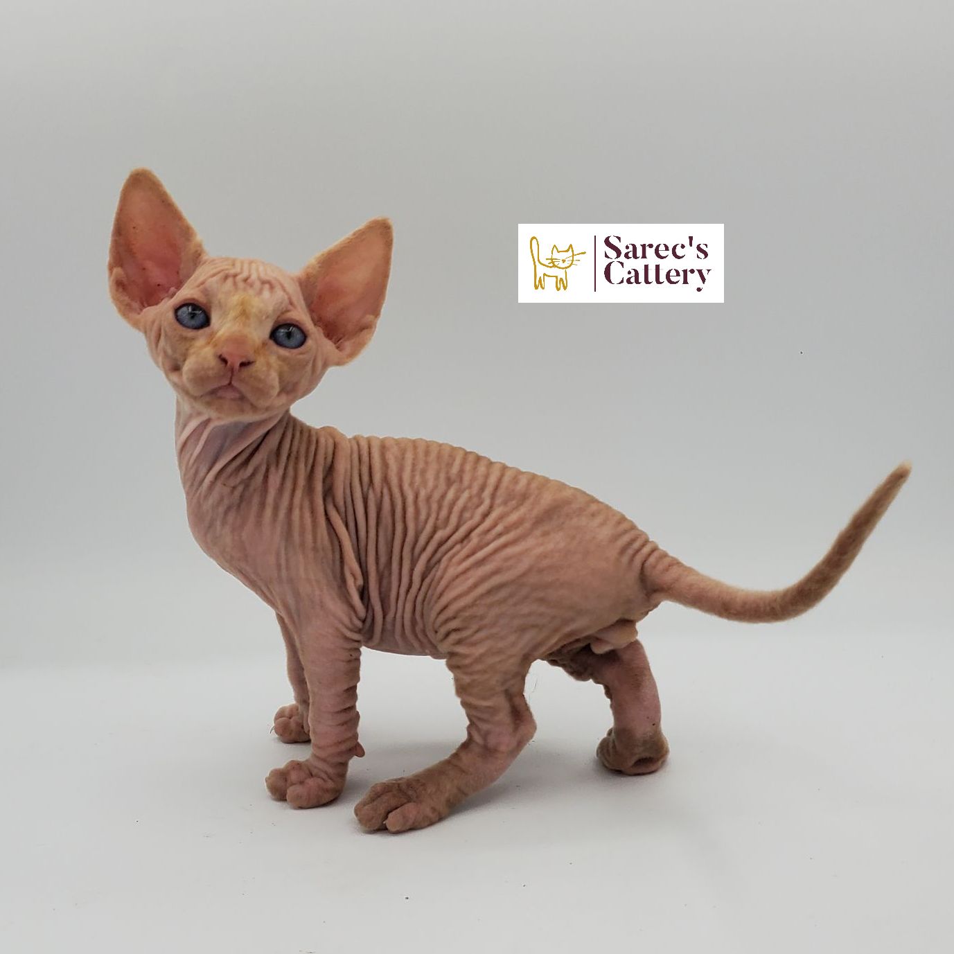 Male cream and white Sphynx kitten up close