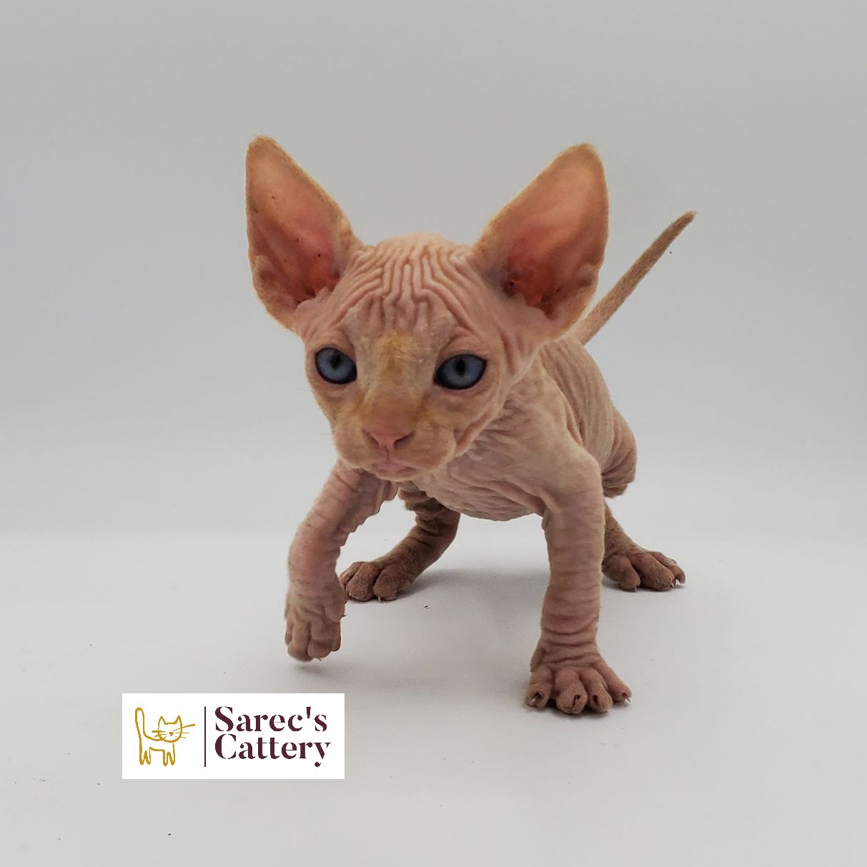 Male cream and white Sphynx kitten leaning forward